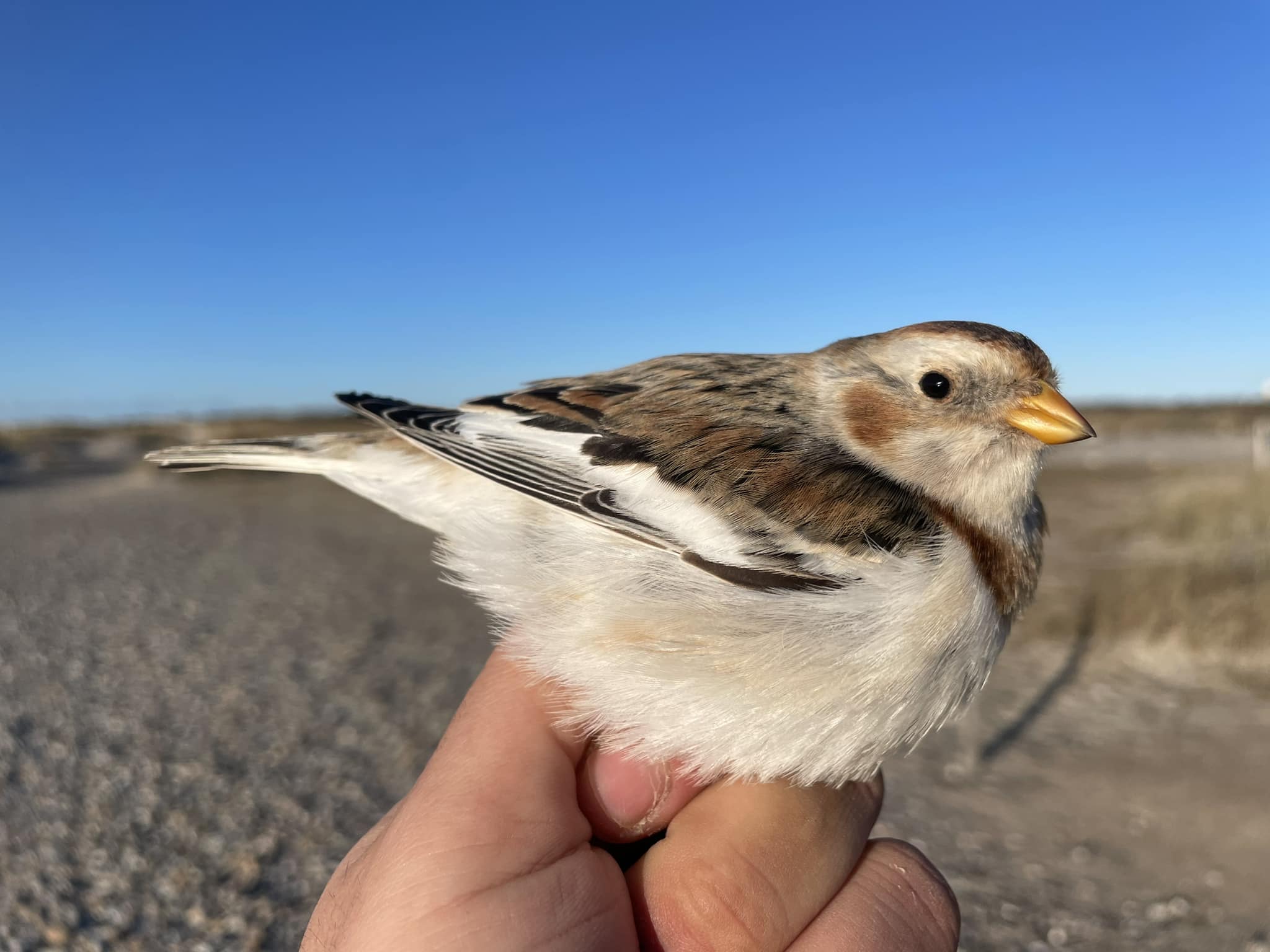 5th March Snow Bunting