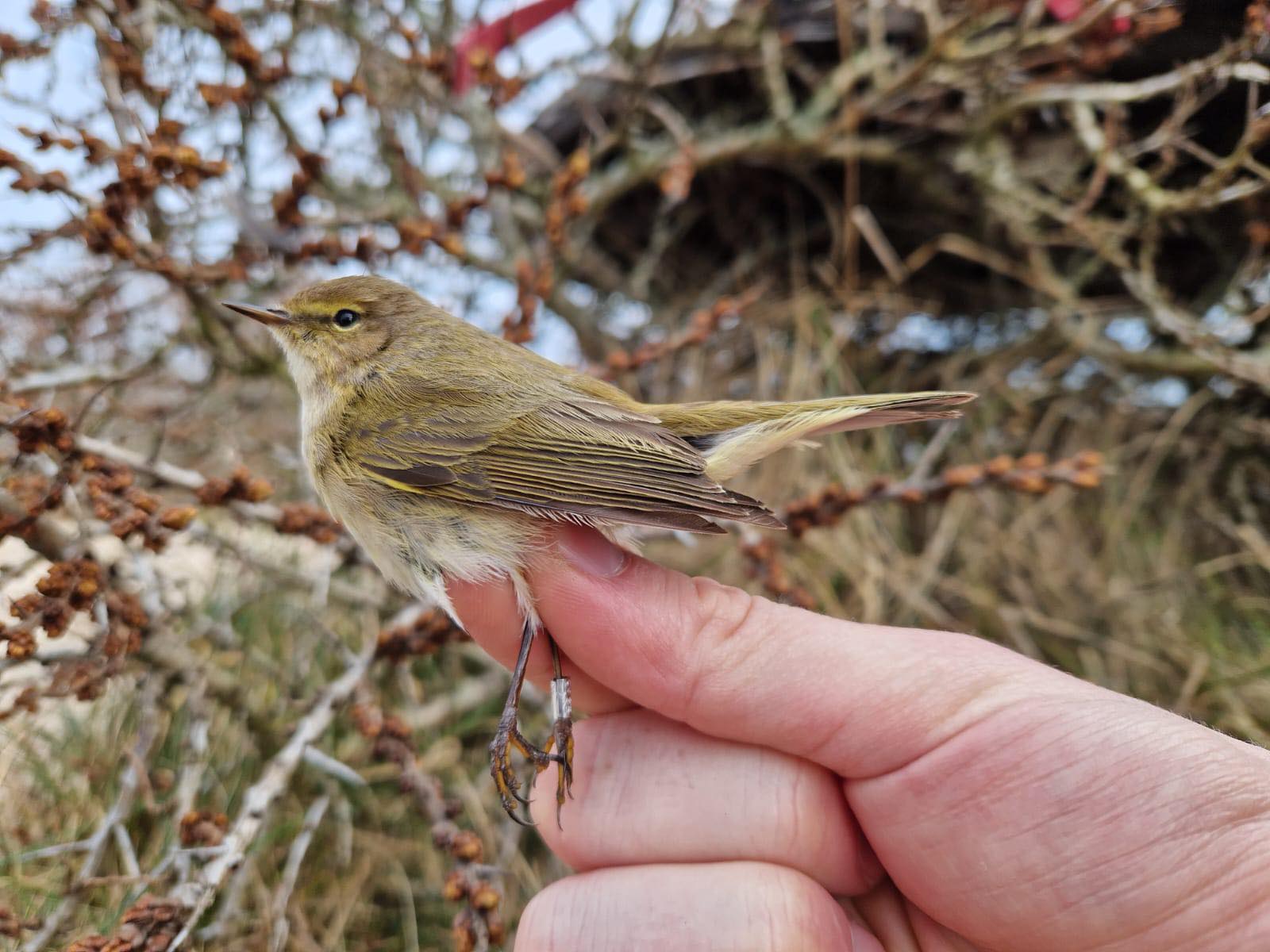 8th April Chiffchaff