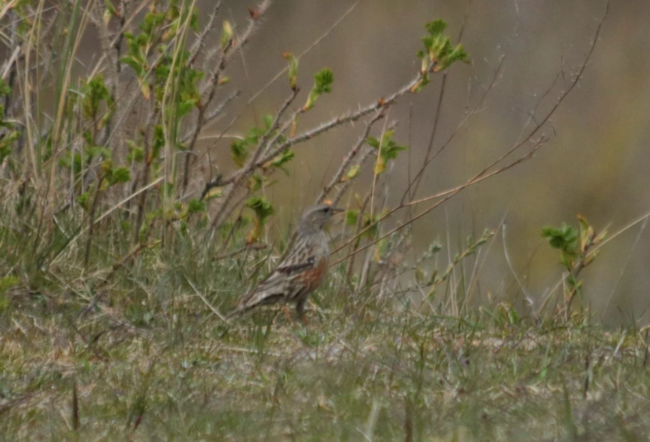 Alpine_Accentor_res.jpeg