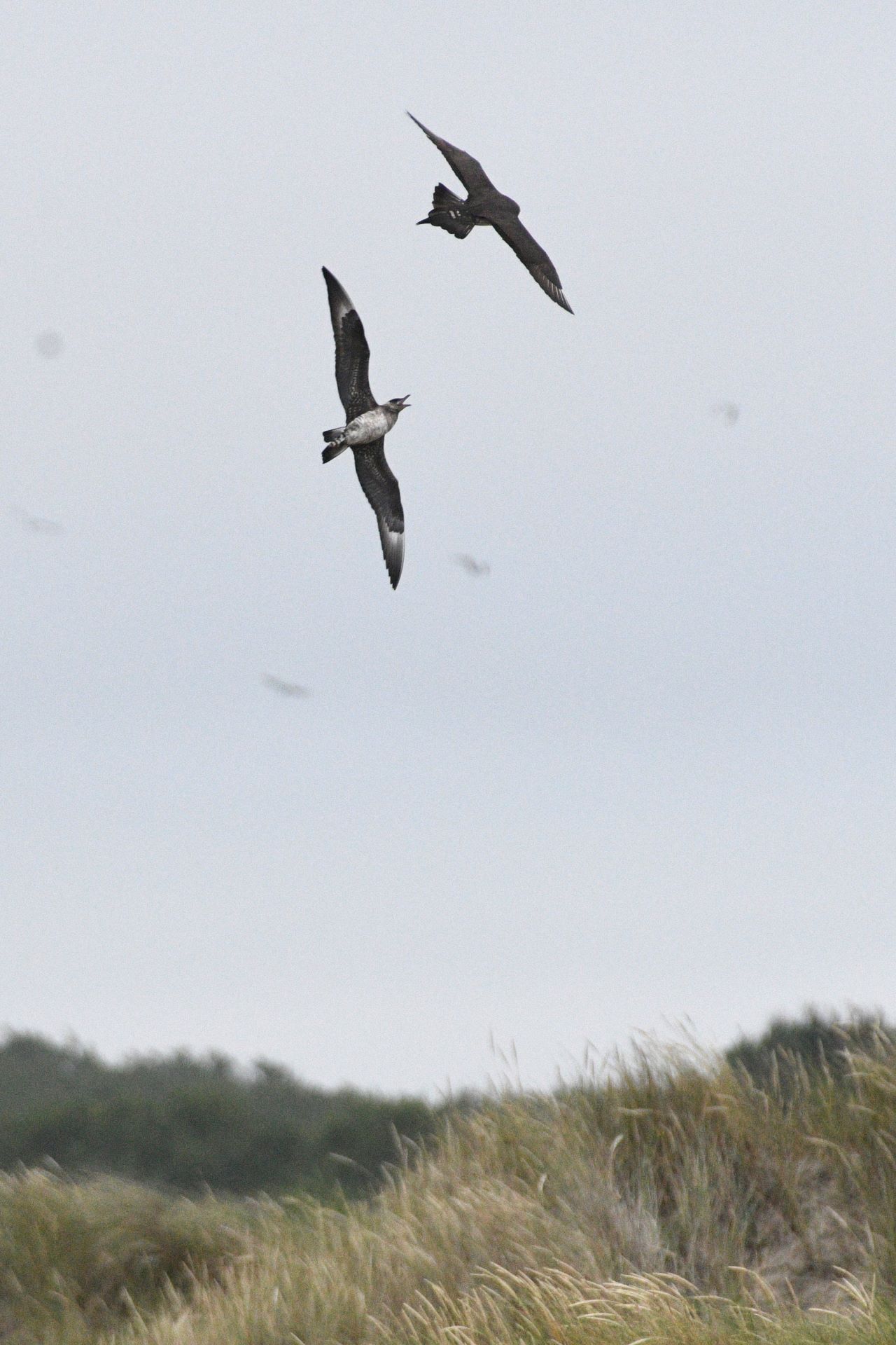 ArcticSkua Simon