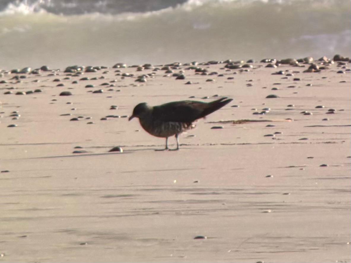 Arctic_skua_2.jpg
