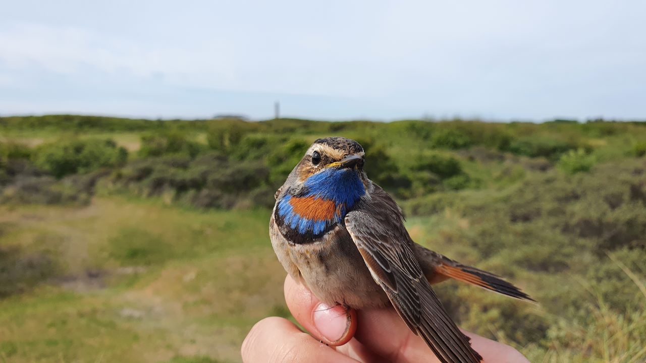 BLUE THROAT