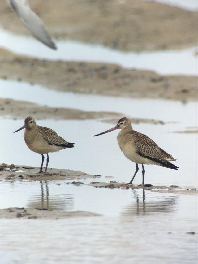 Bar tailed godwits