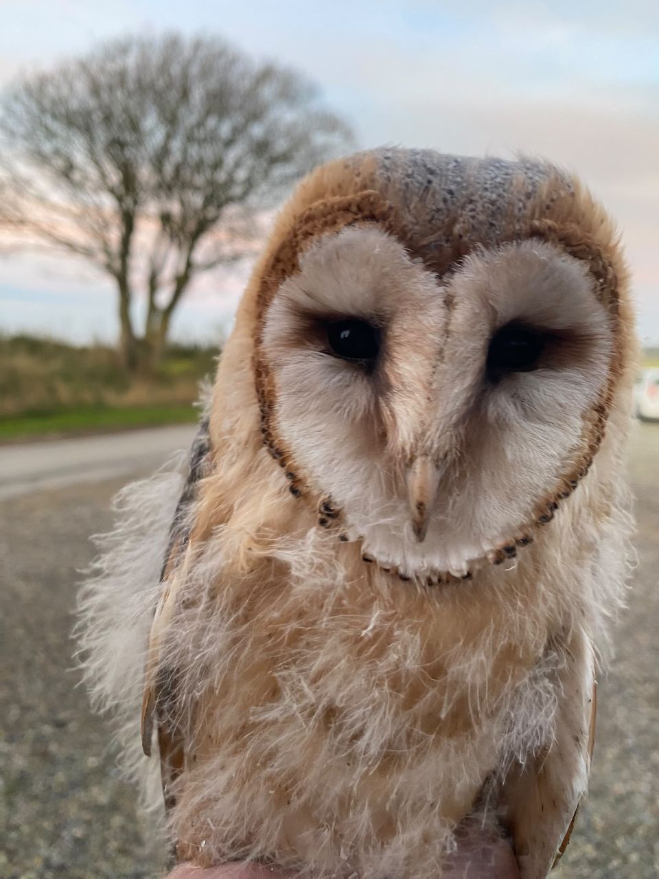 Barn_owl_2026-10-22.jpg