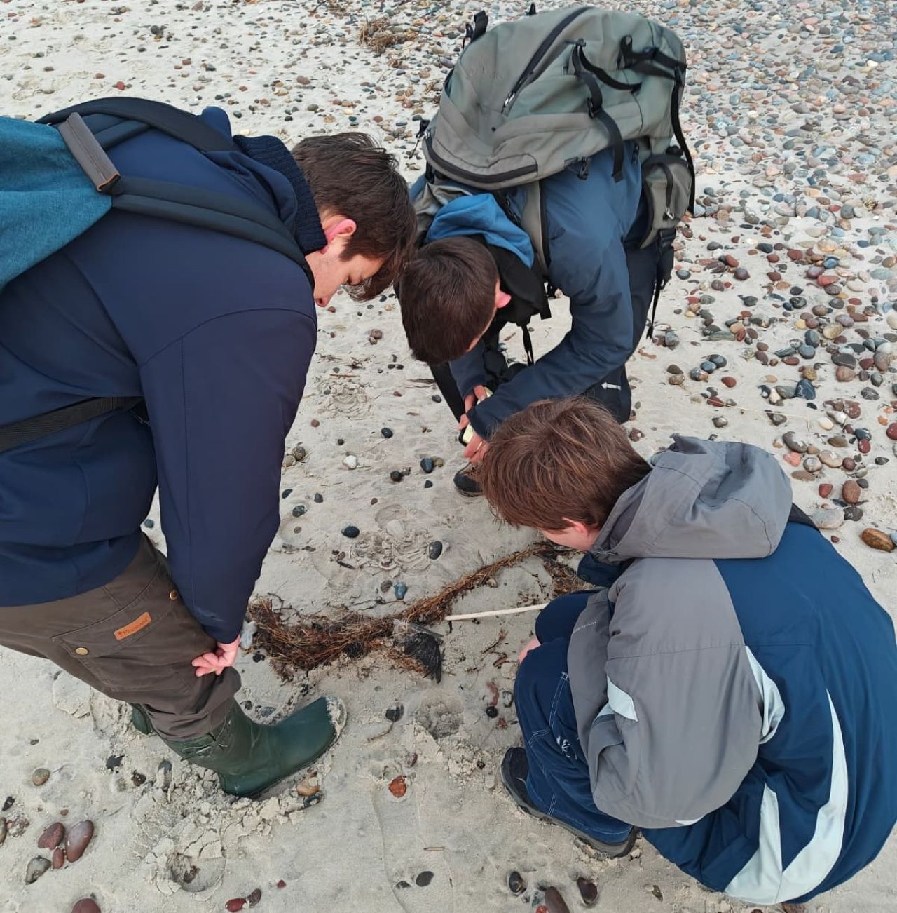 Beachwalkblackbirdwing 20260314