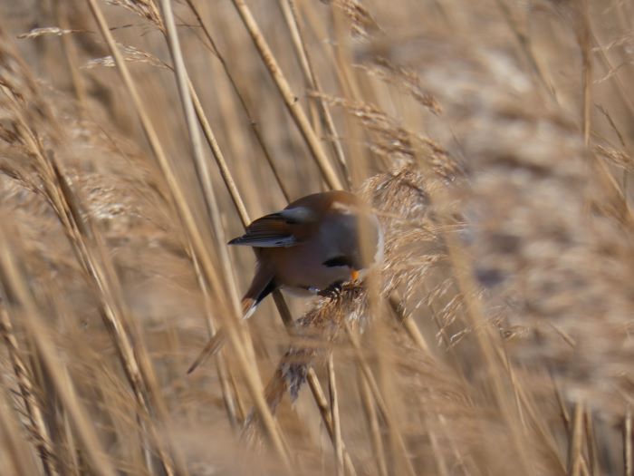 BeardedTit_KAB_TW_08022026.JPG