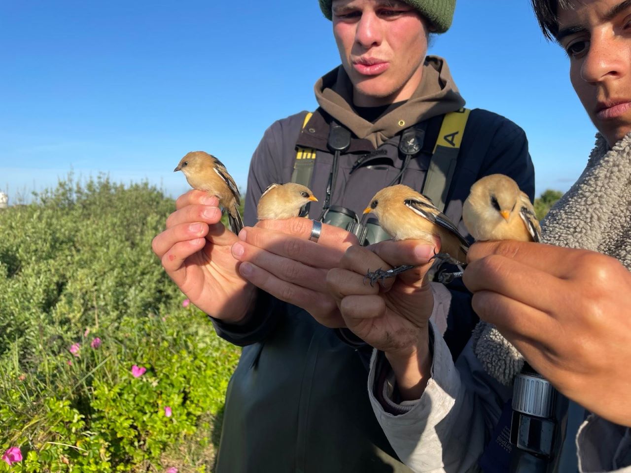Bearded_Reedlings_res.jpg