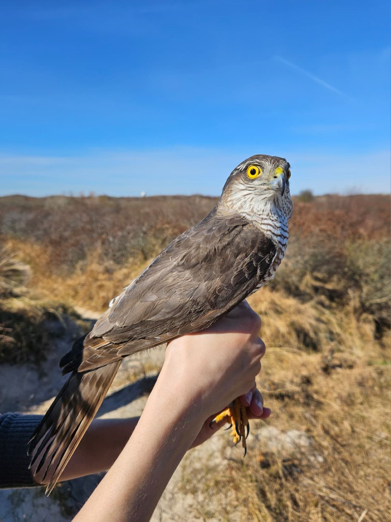 BigMama1280Sparrowhawk08042026