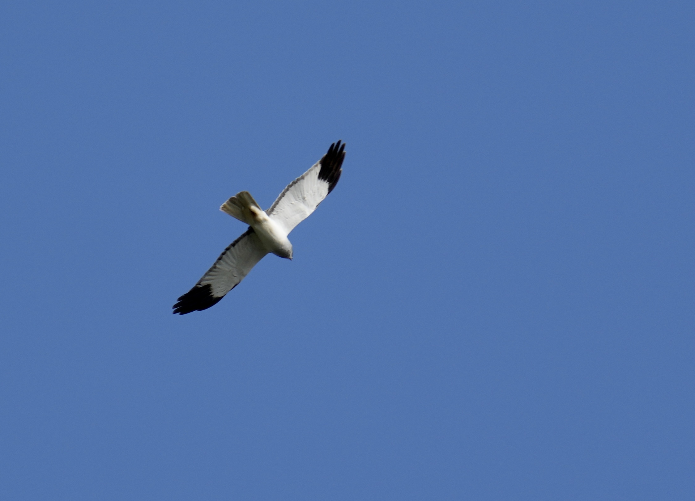 Bla_Kaerhog_Pallid_Harrier_27_05_2023_Soren_Leth-Nissen_1.jpeg