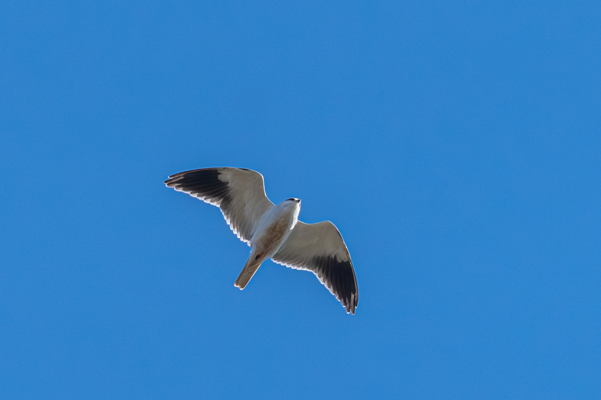 Black winged Kite Bla Glente 20 04 2024 Eric Christophersen