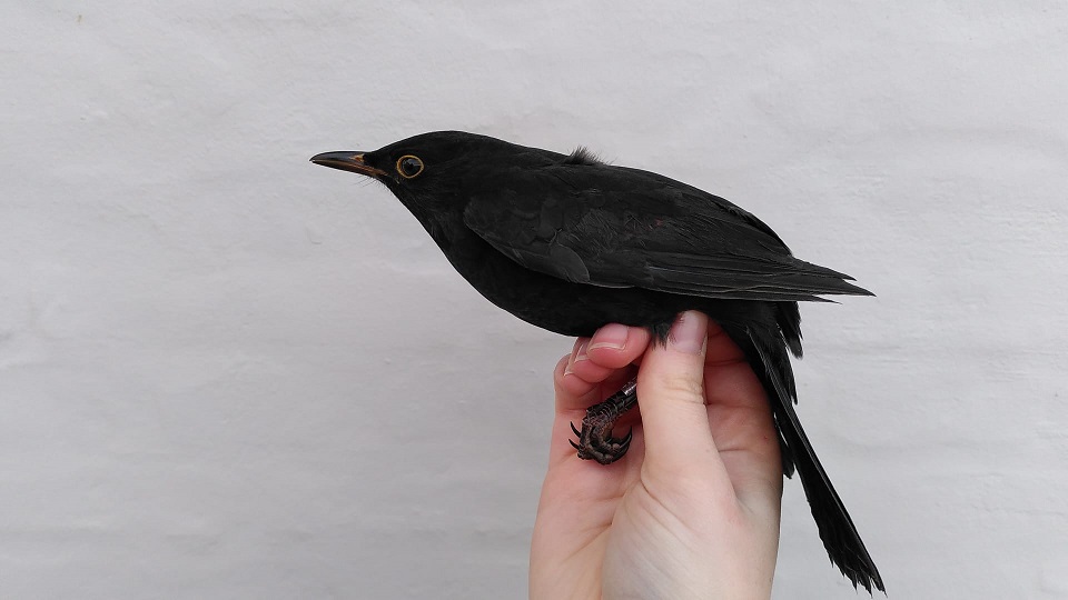 Blackbird_OBS_28112024.jpg