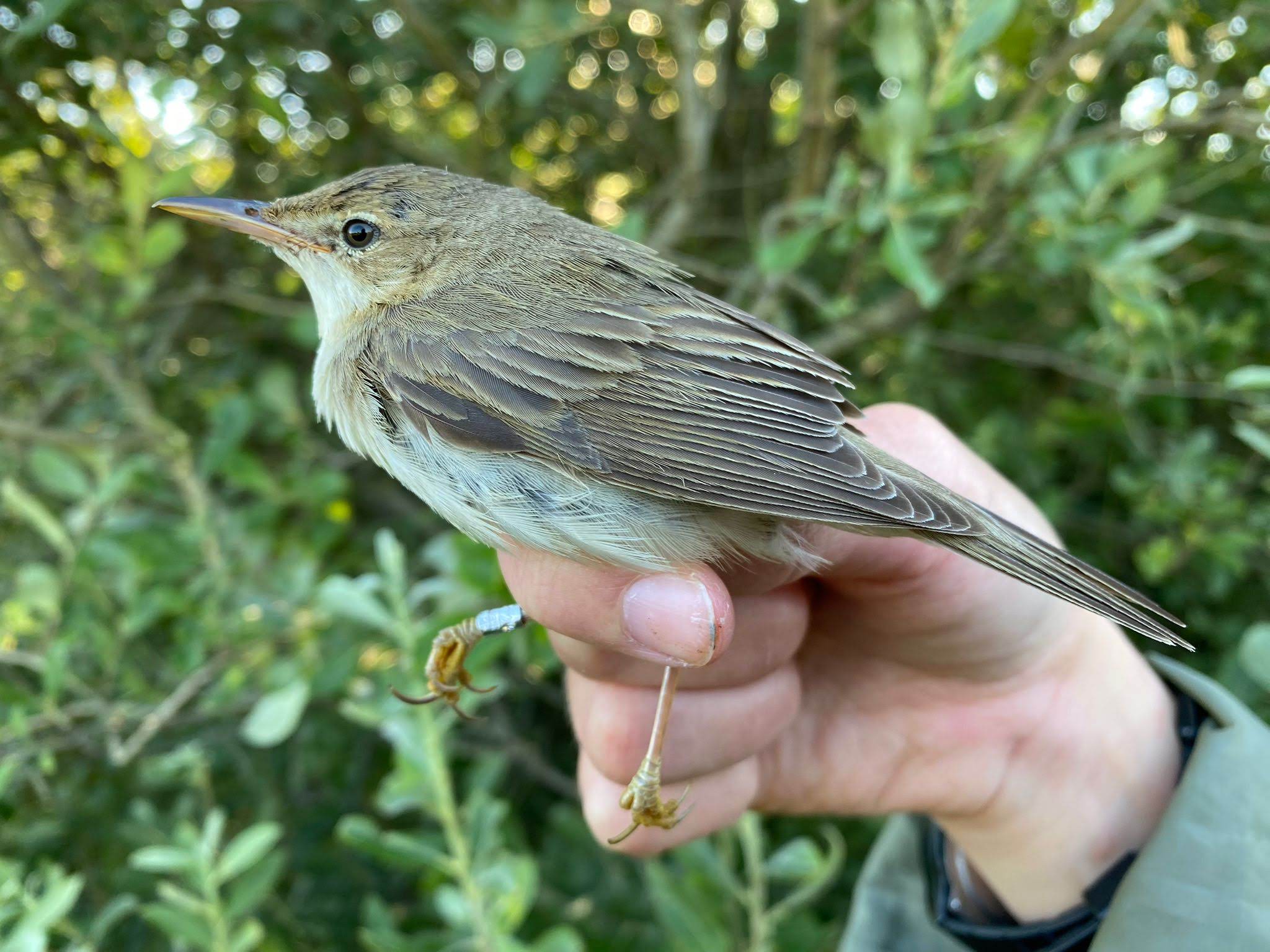 Marsh Warbler (Kærsanger)