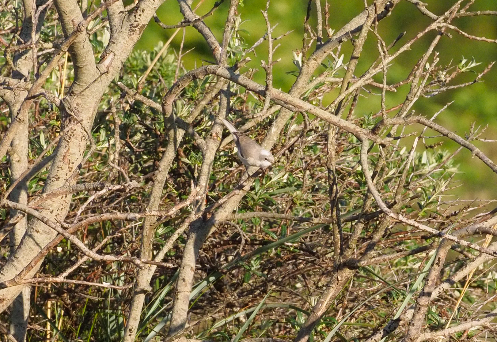 Lesser Whitethroat (Gærdesanger)