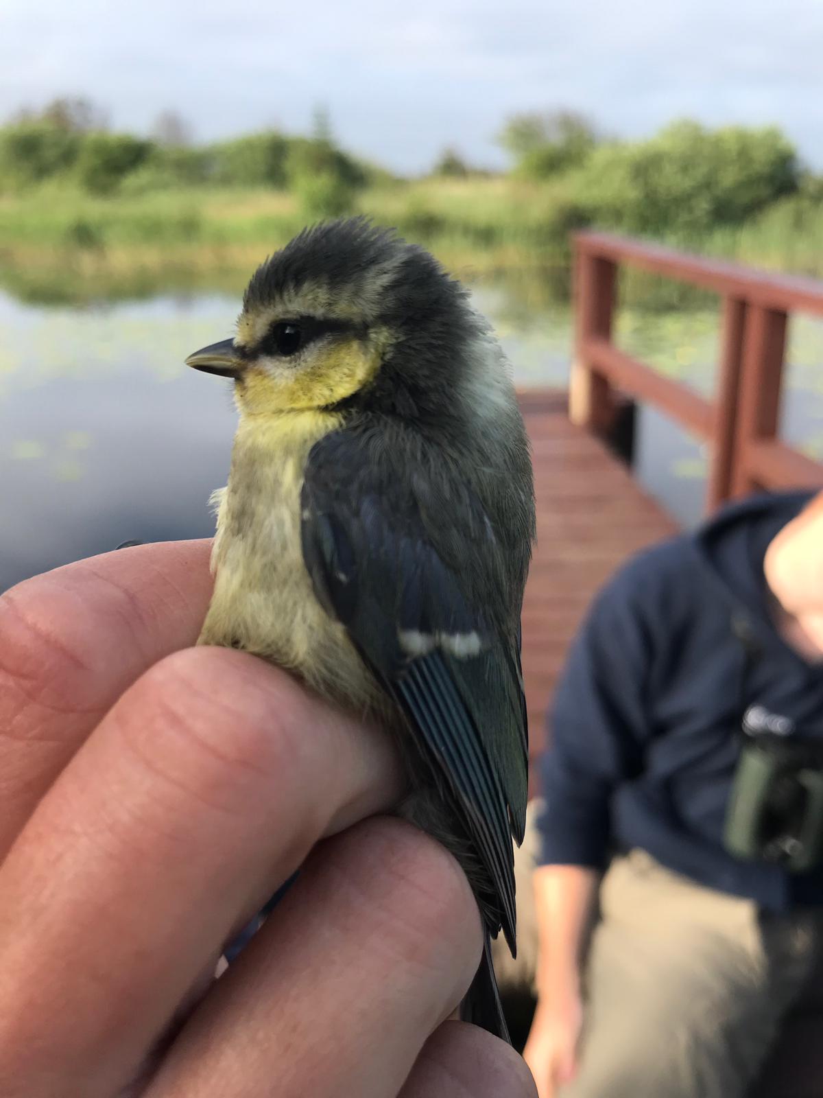 BlueTit