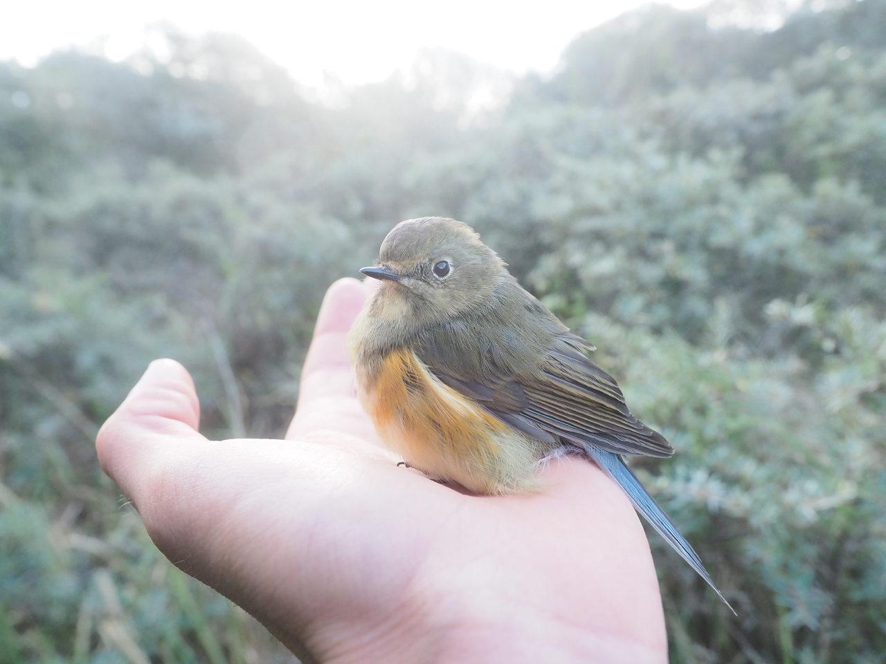 Bluetail