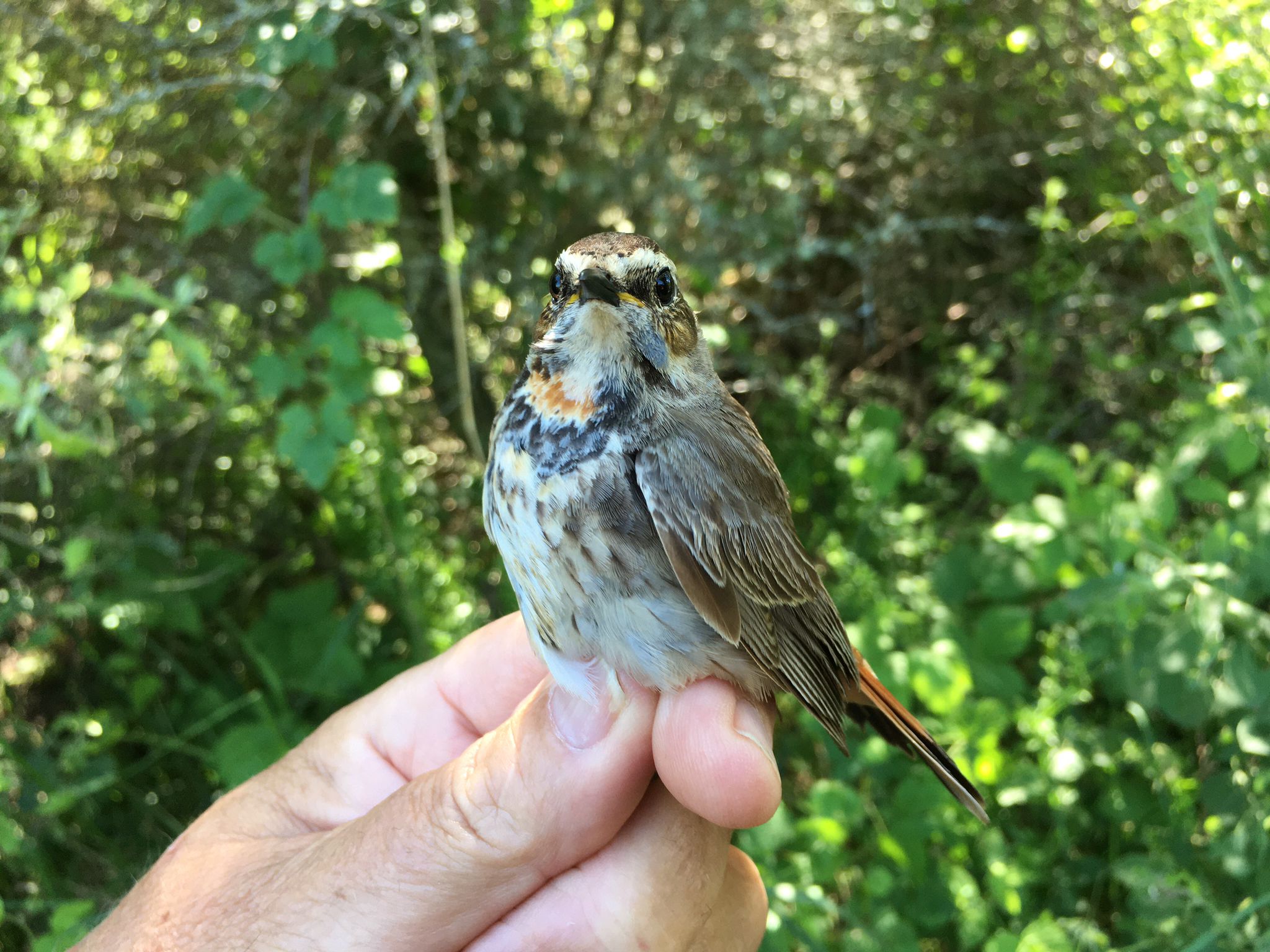 Bluethroat1