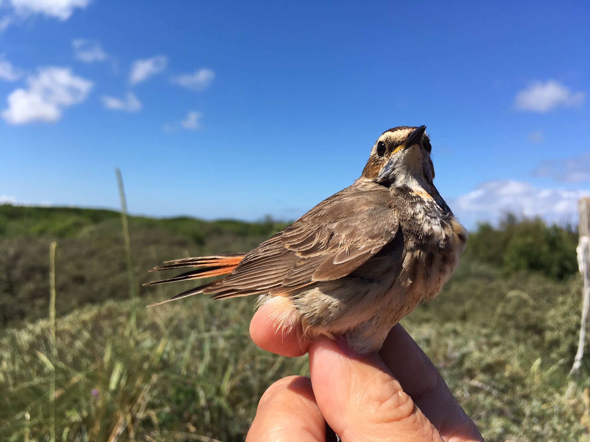 Bluethroat2