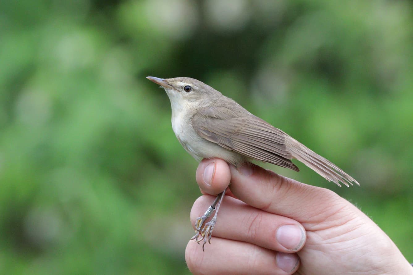 Blyths warbler