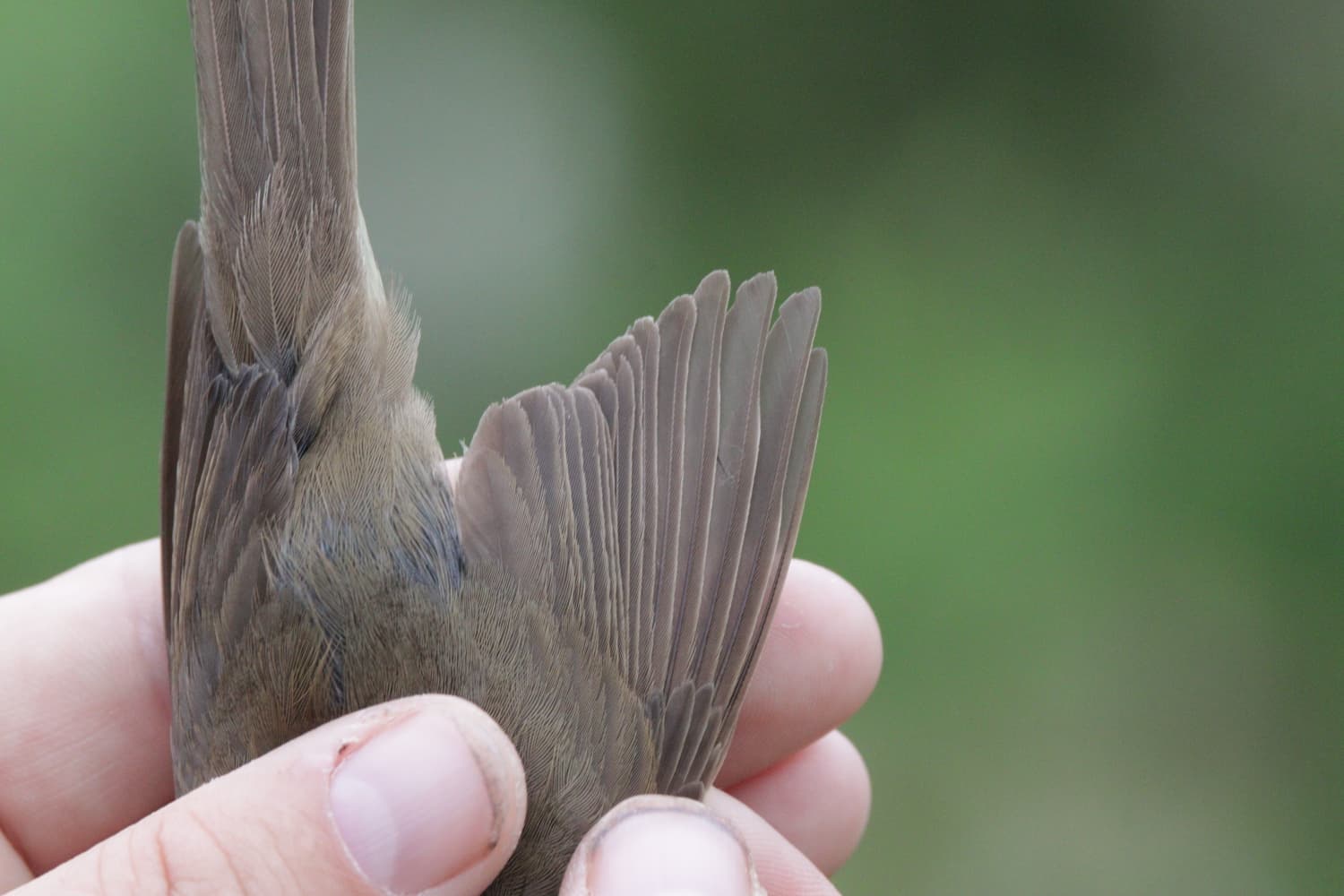 Blyths warblers wing
