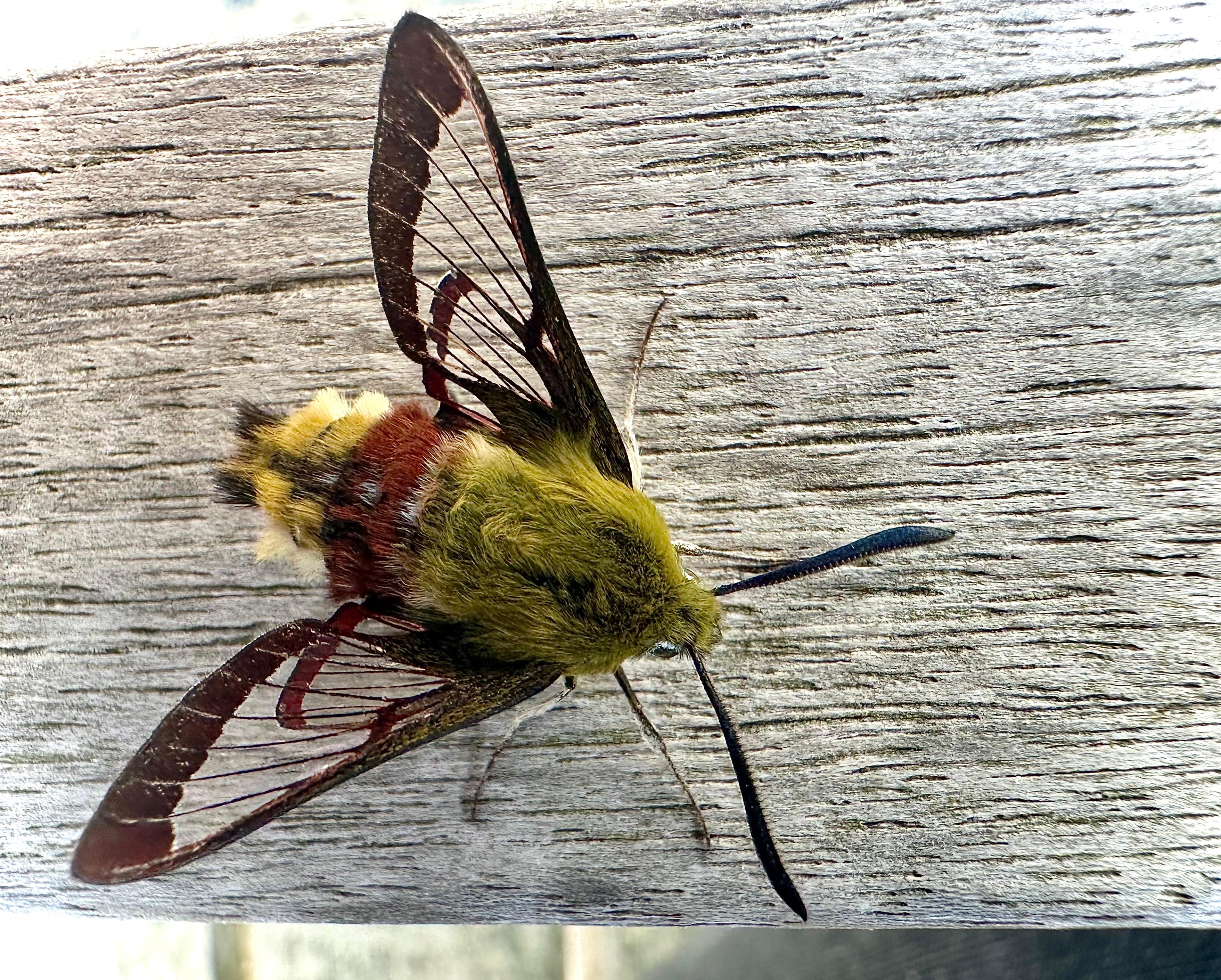 Broad bordered Bee Hawk moth