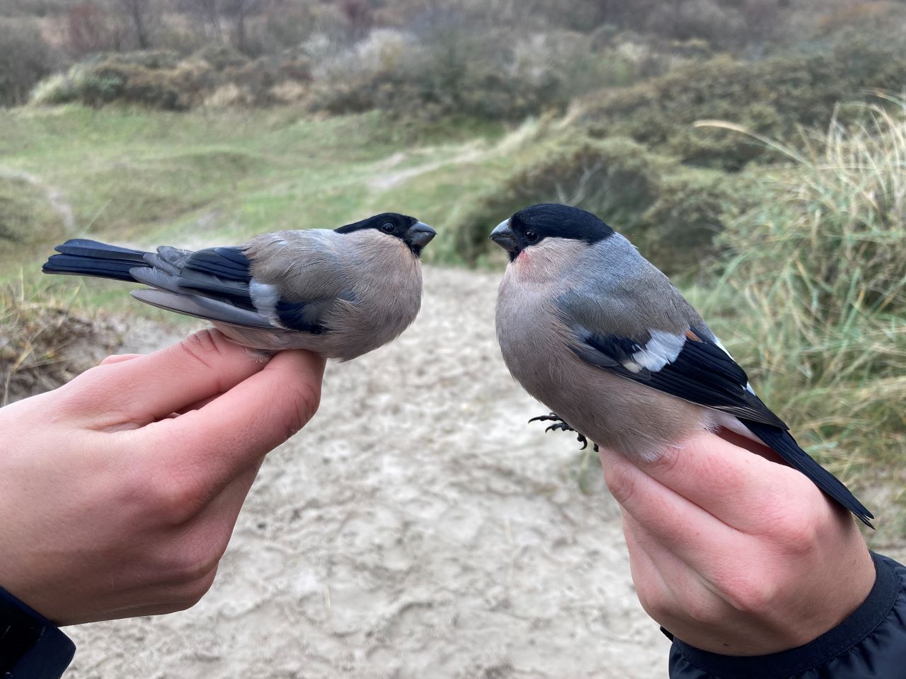 Bullfinch_Stor_vs_Lille.jpg