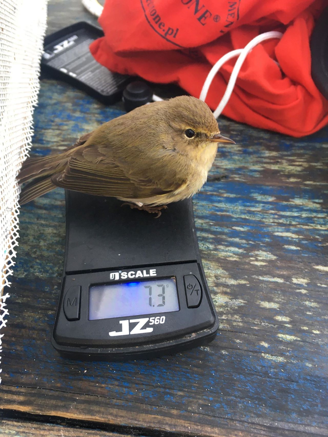 CHIFFCHAFF