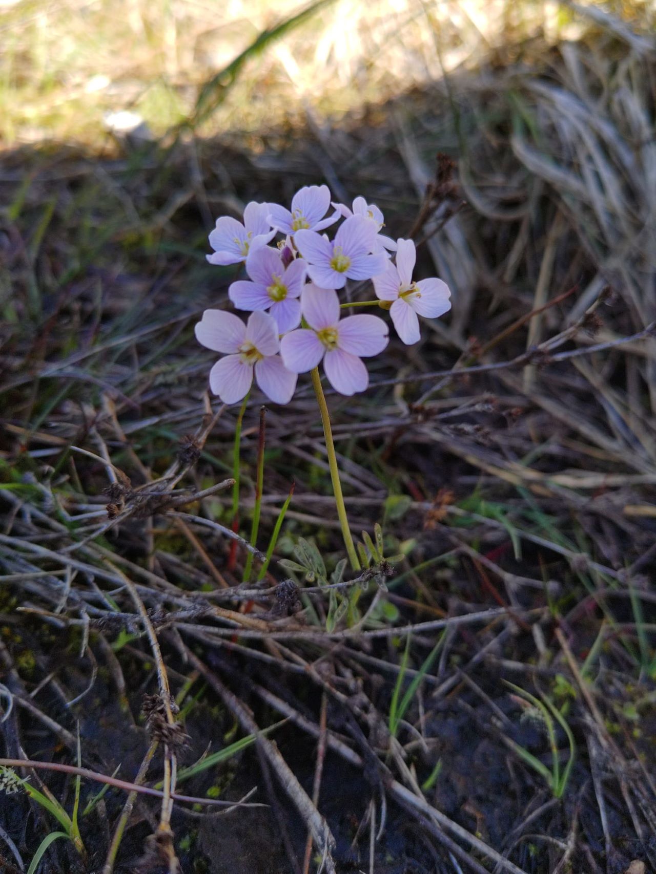 Cardamine_pratensis.jpeg