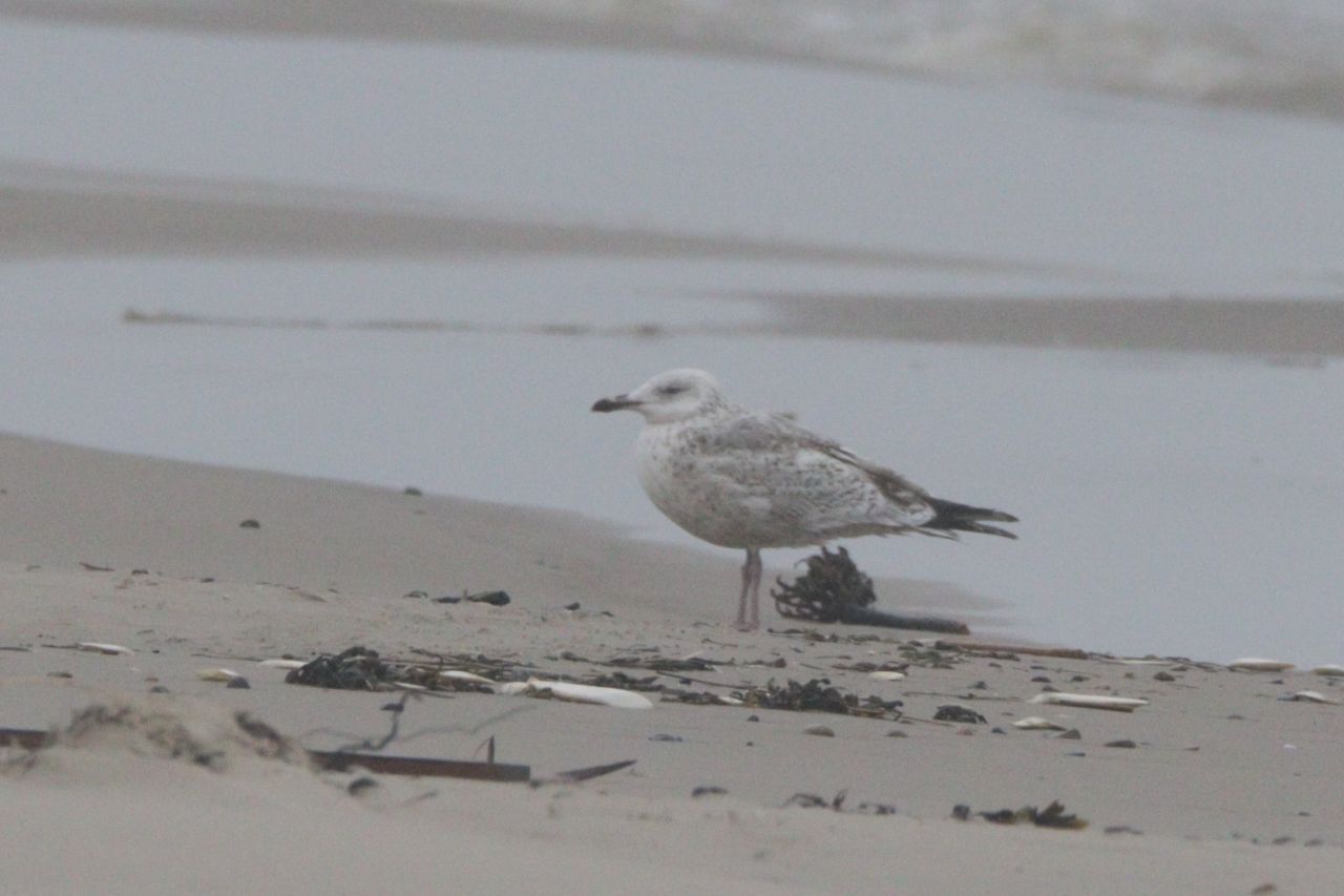 Caspian Gull 2026 03 24 