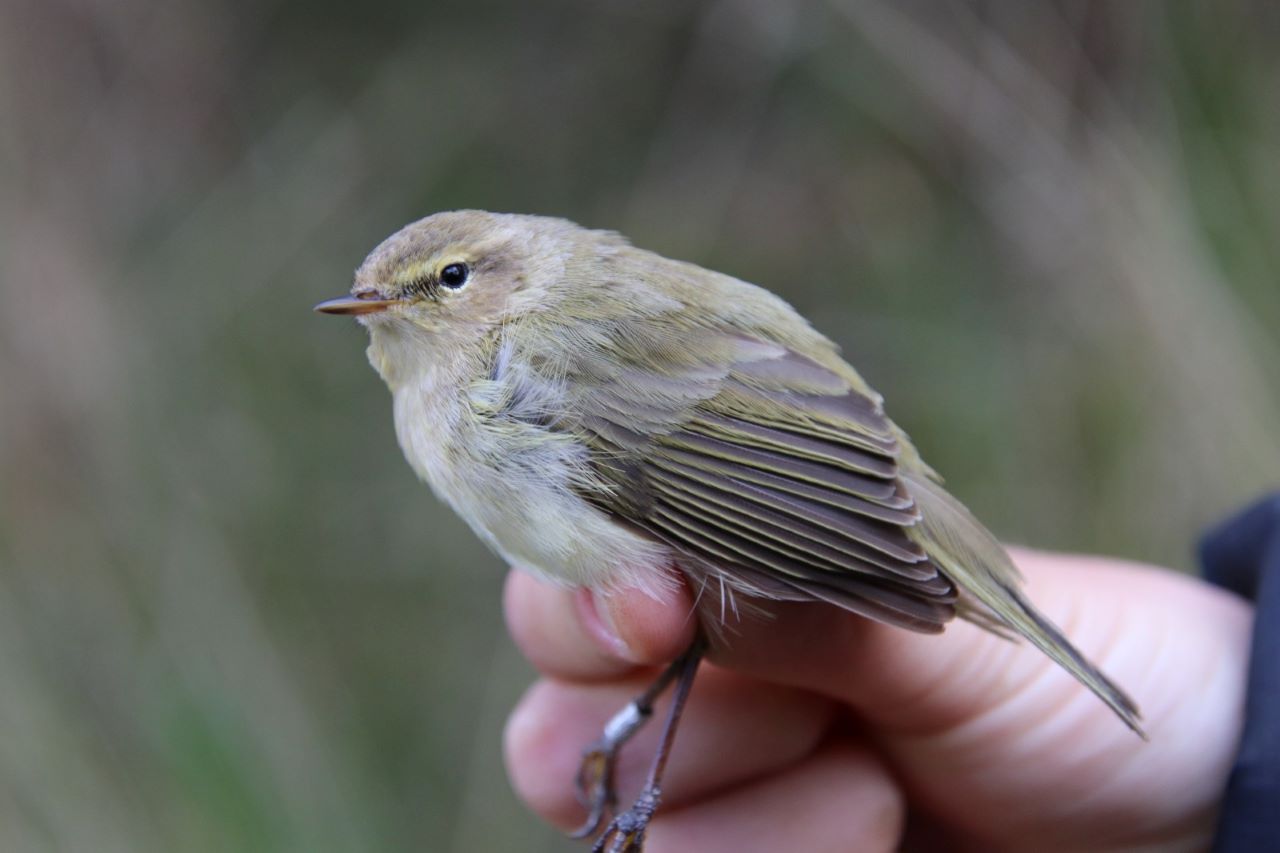 Chiffchaff.jpg