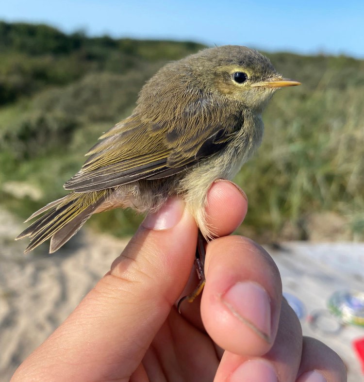 Chiffchaff RC