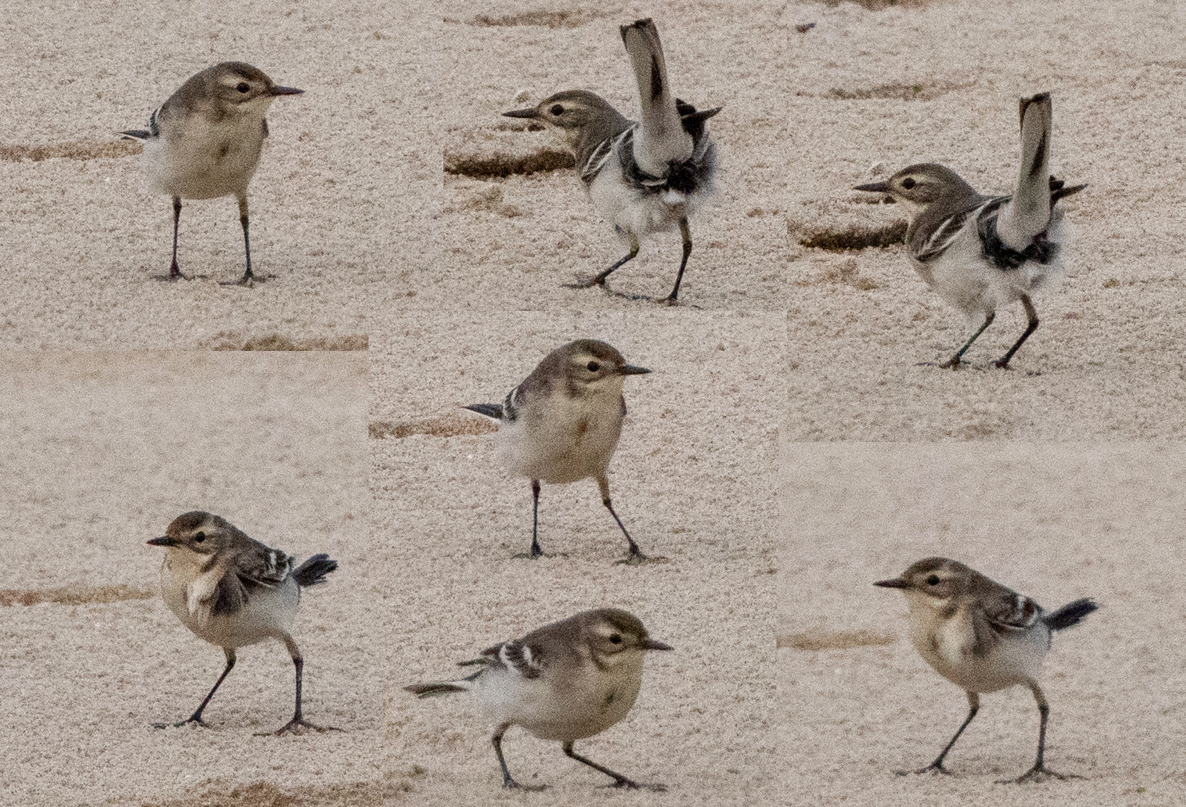Citrine_Wagtail-09-2025_Florian_Hatt.jpg