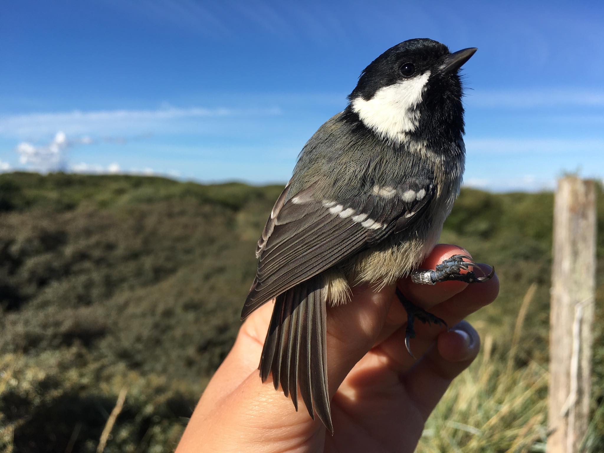 Coal tit