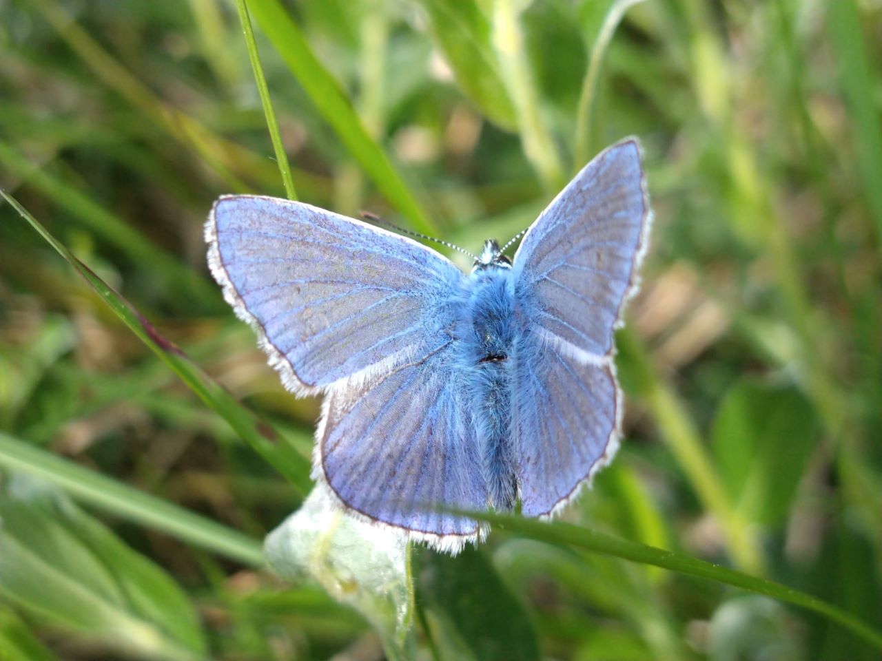 Common_Blue.jpeg