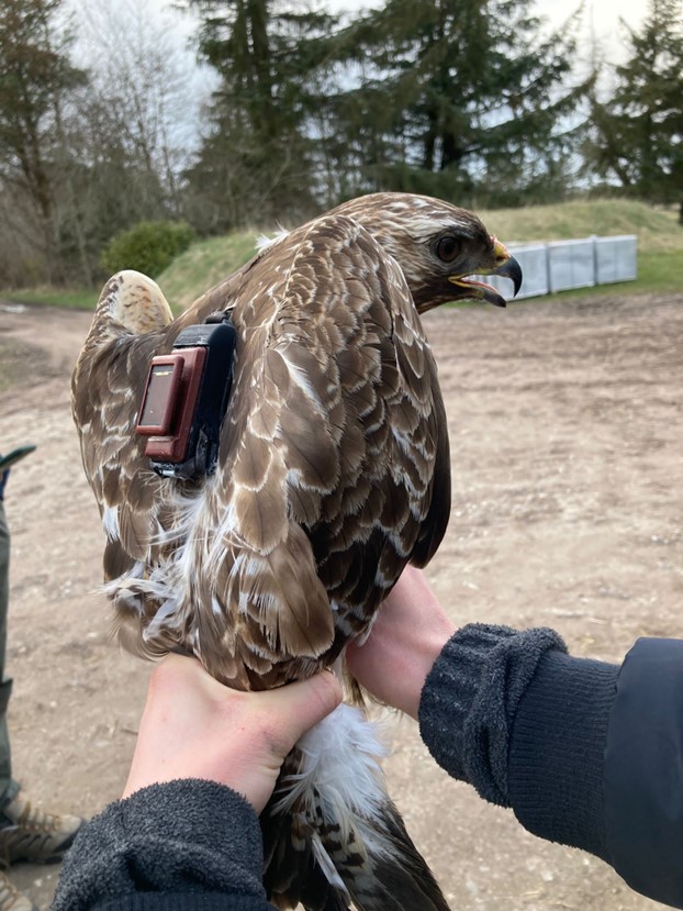 Common Buzzard GPS tag