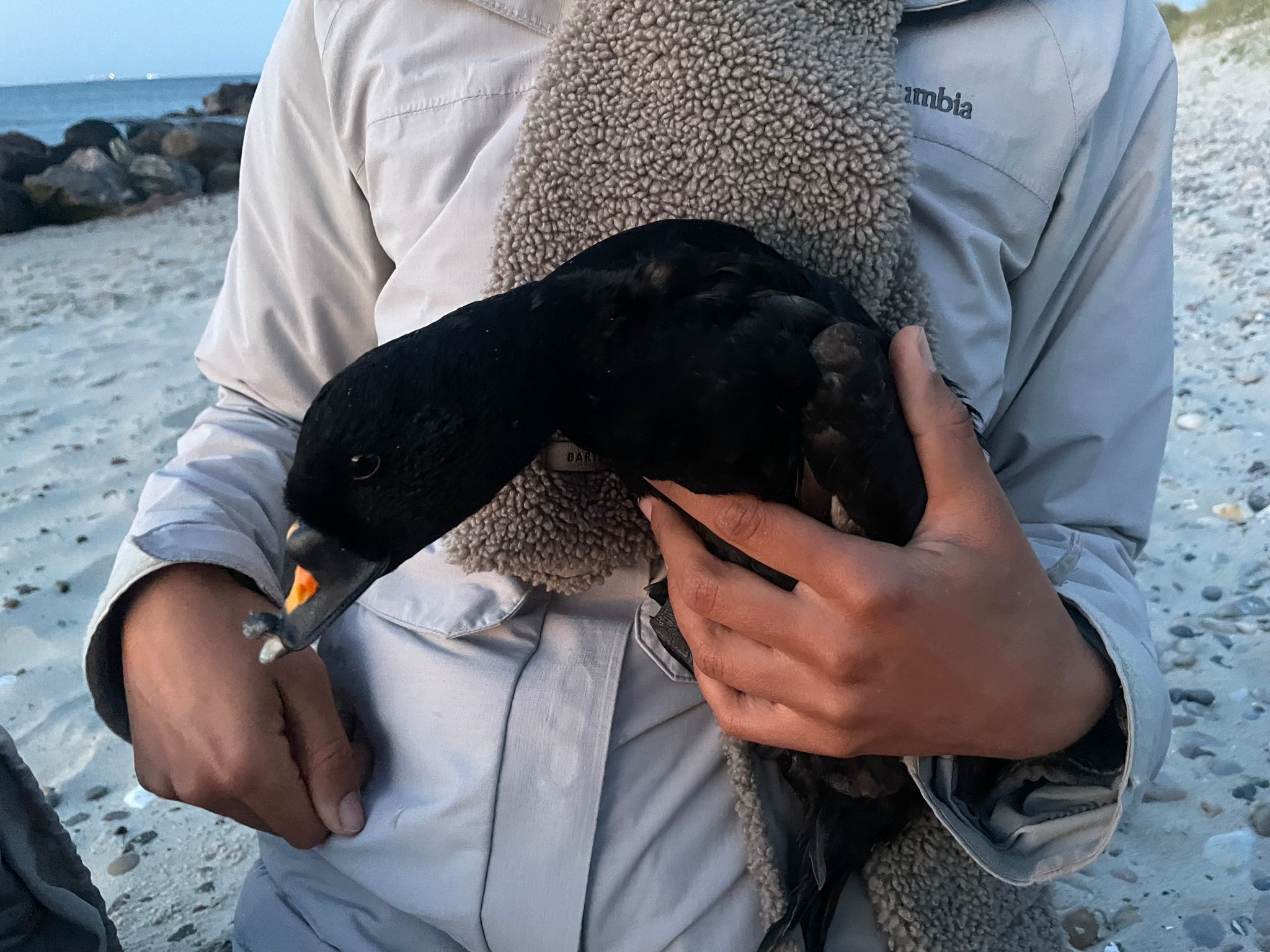 Common_Scoter.jpeg