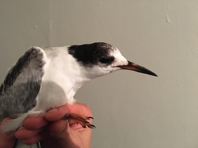 Common tern