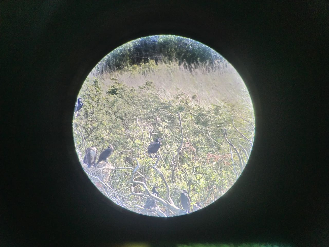Cormorant_survey.jpg