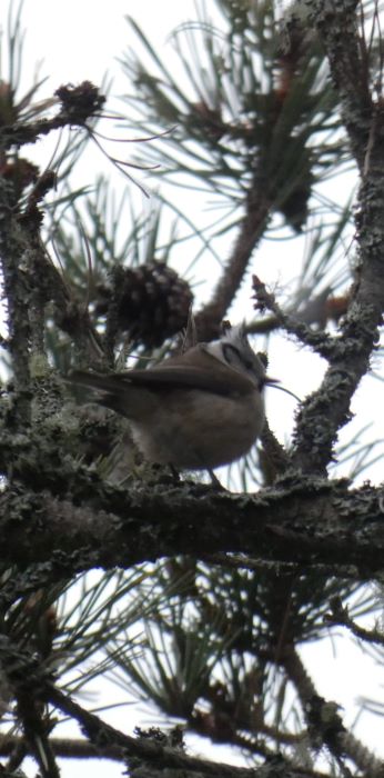 Crested_Tit_TW_25012025.JPG
