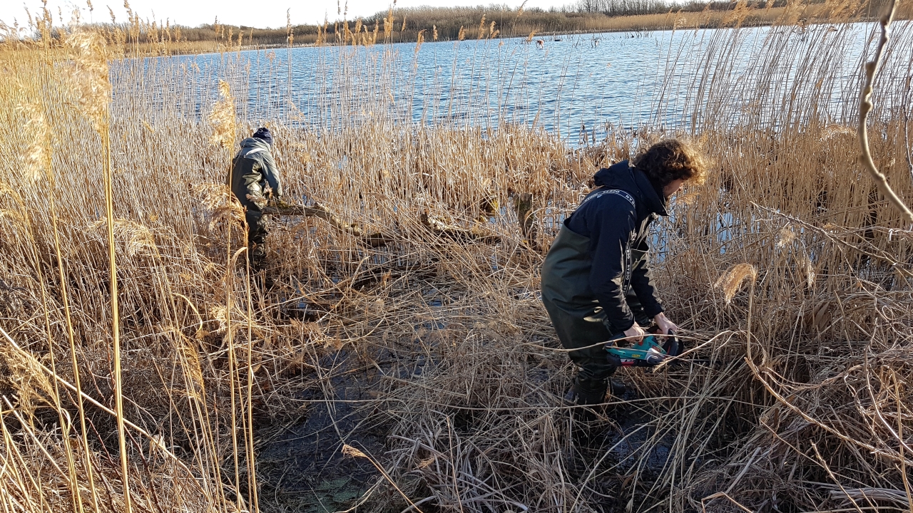 Cutting_reeds_Robbe_Hanelie_resiszd.jpg