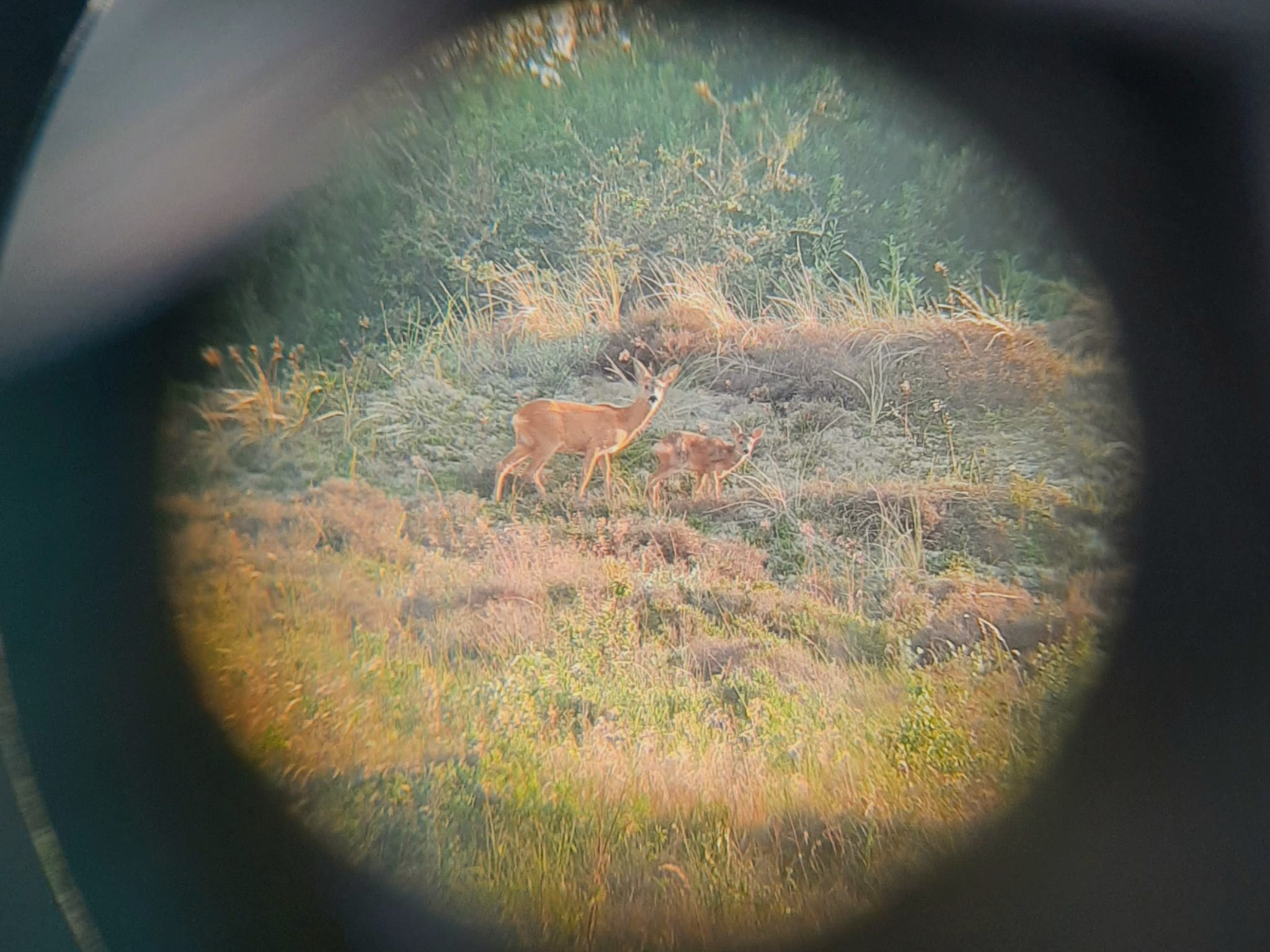0407 Deer
