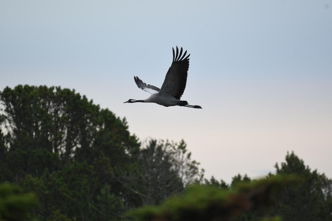 0607 Crane