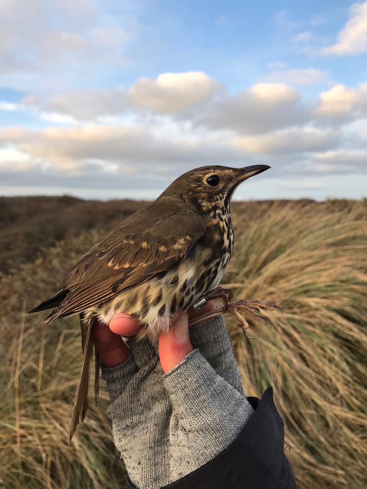 1111songthrushprofile