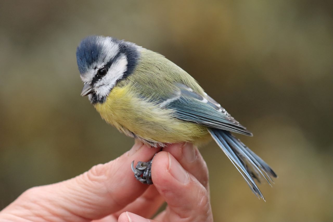 111 old blue tit