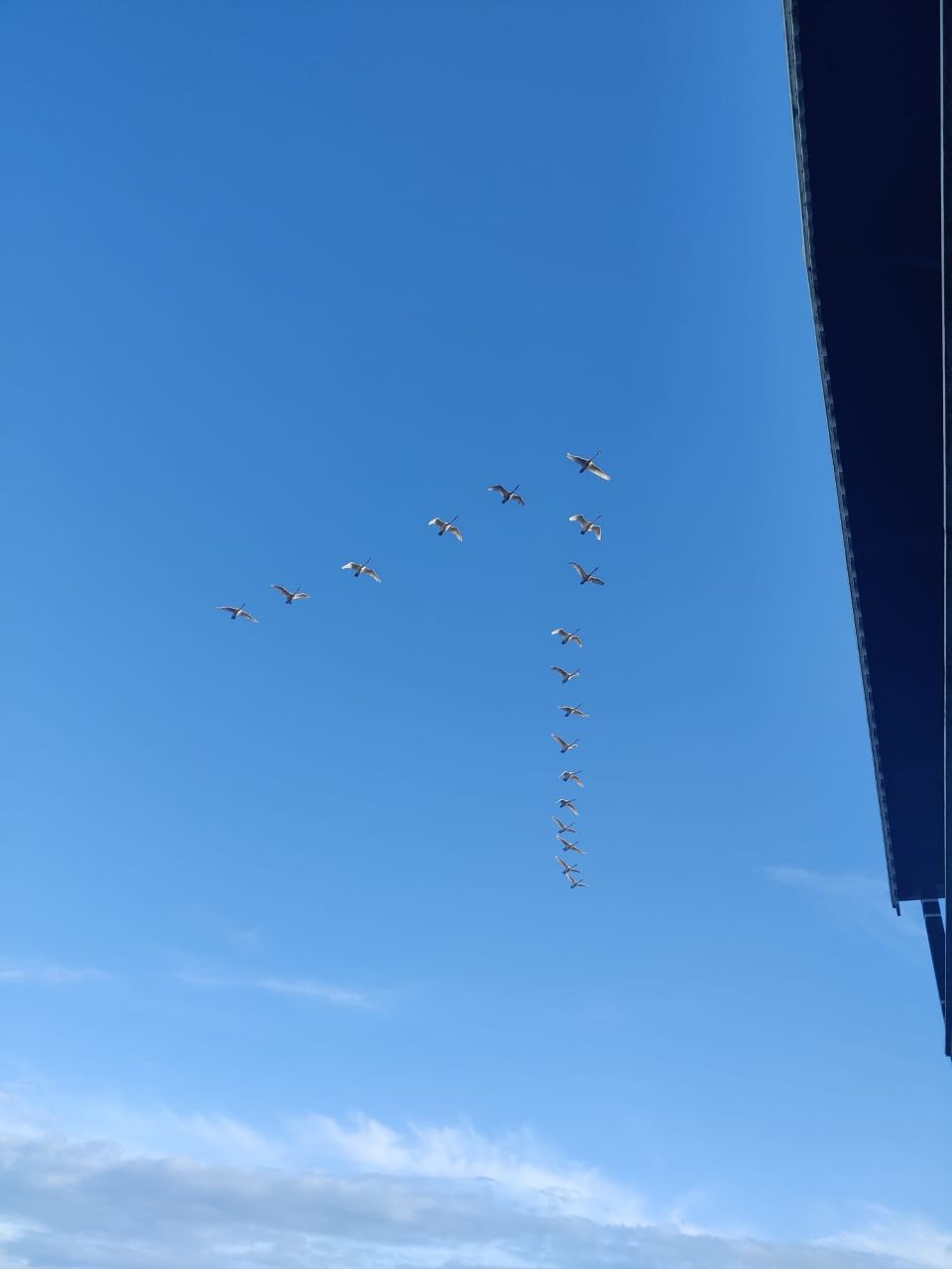 11 whooper