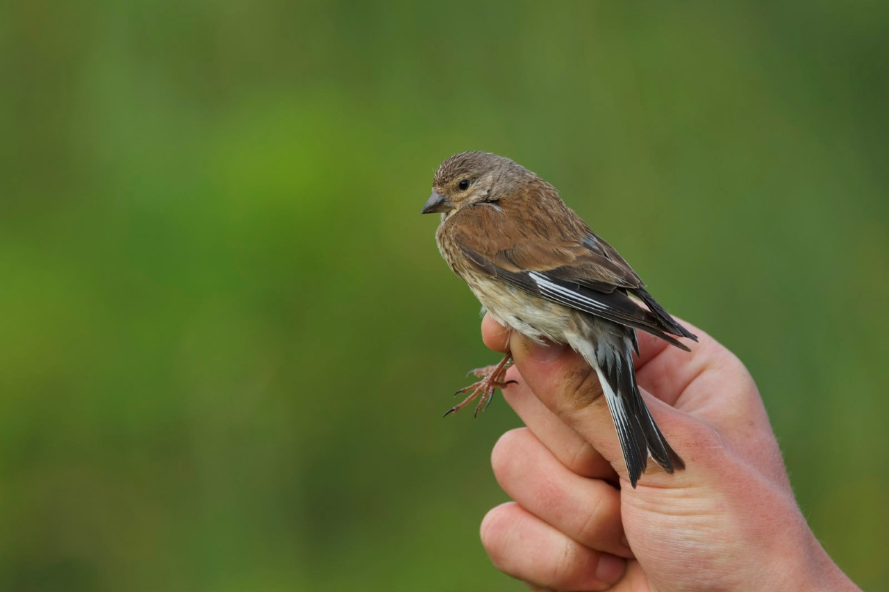 1207 Linnet