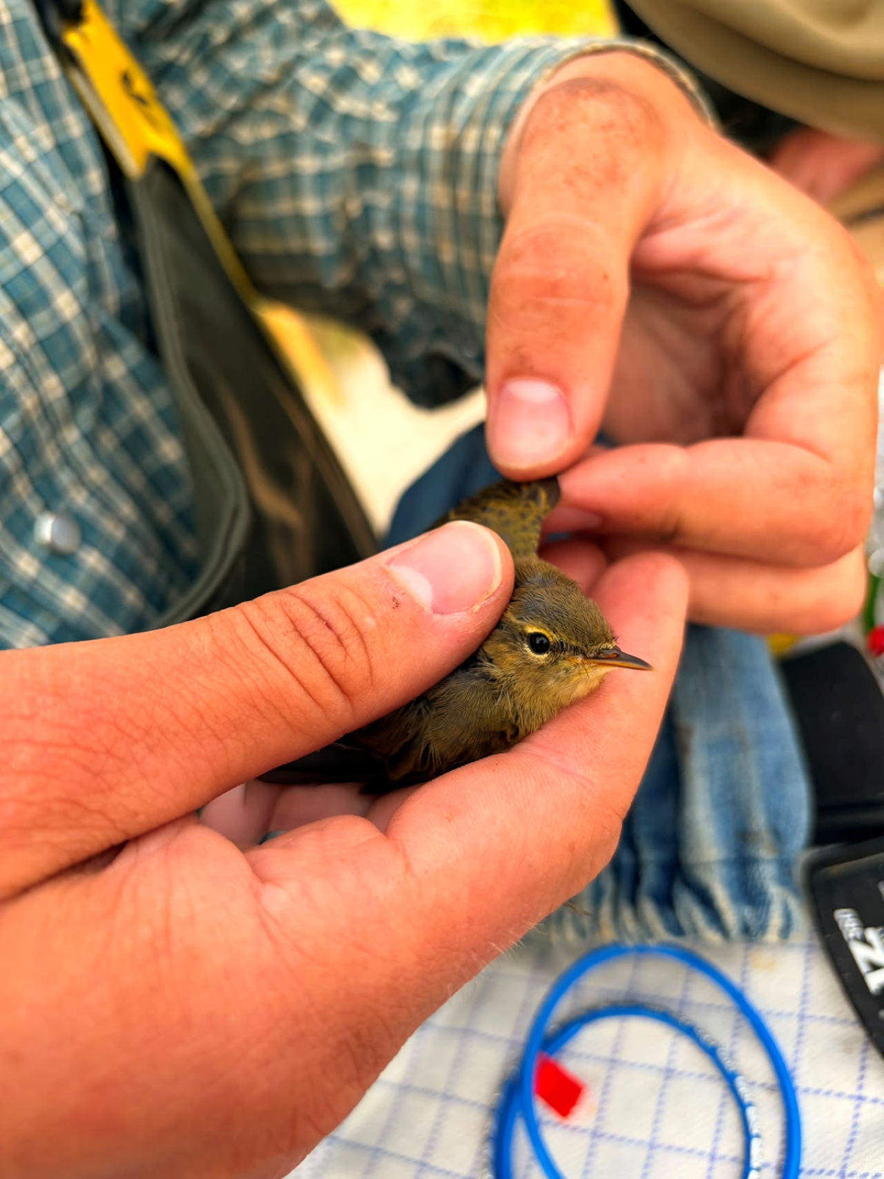 1207 chiffchaff2