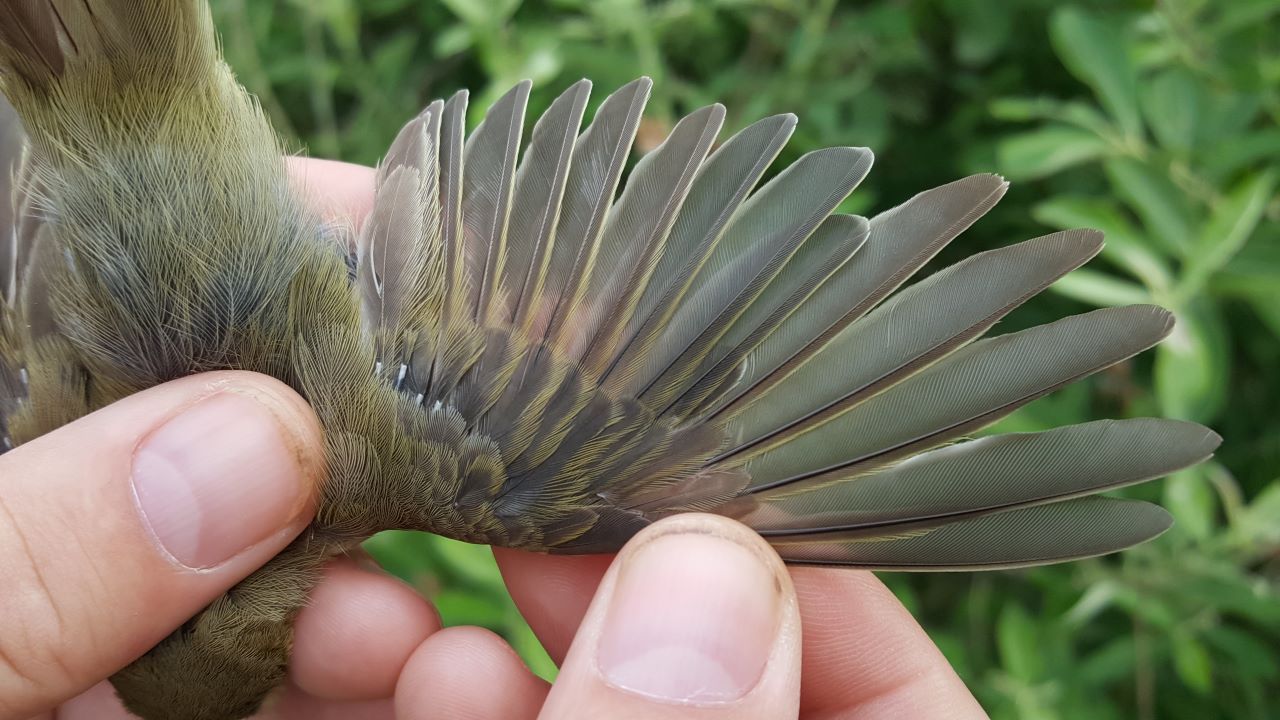 2020 06 22 Willow warbler moulting 9CY3175 2k 10