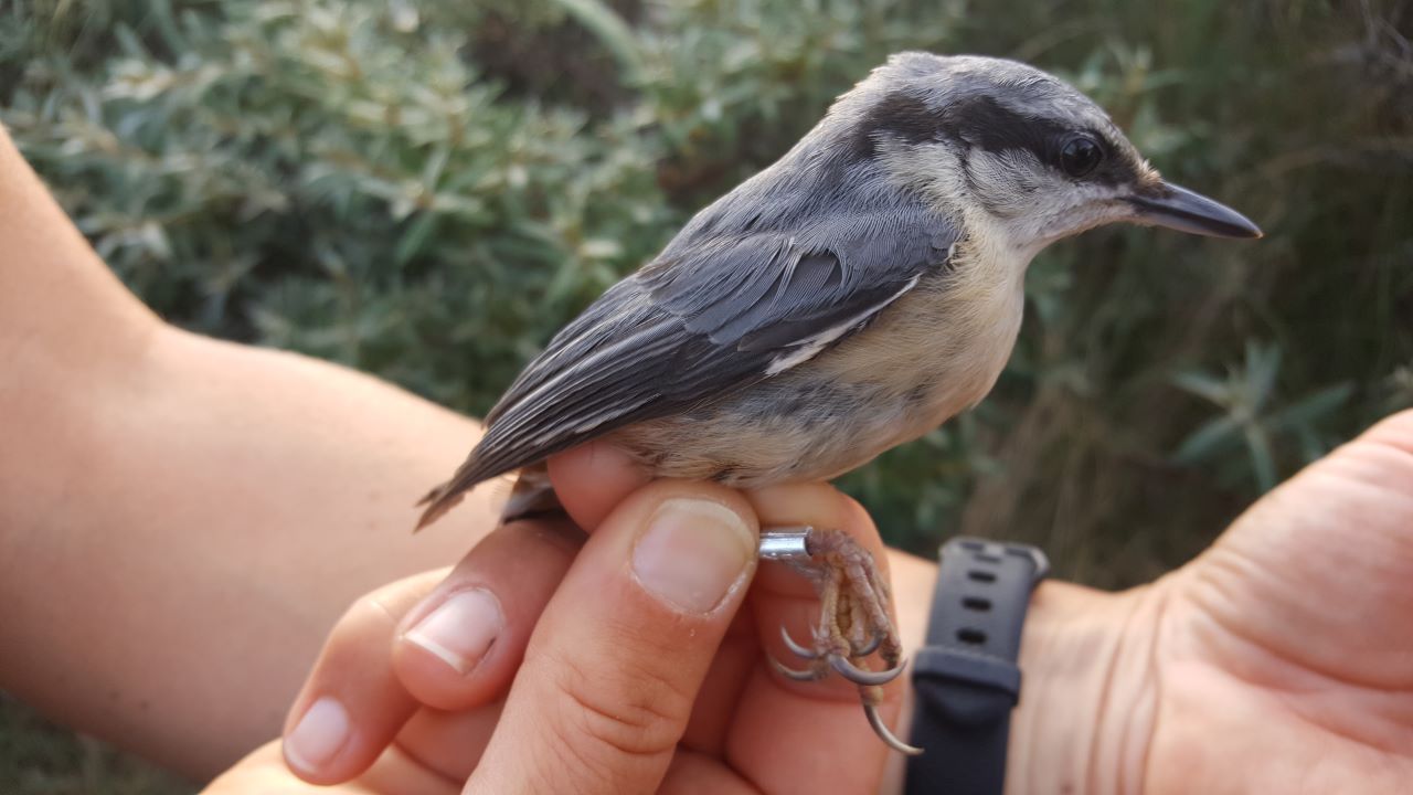 2020 06 26 Nuthatch 9BA7186 1k 18