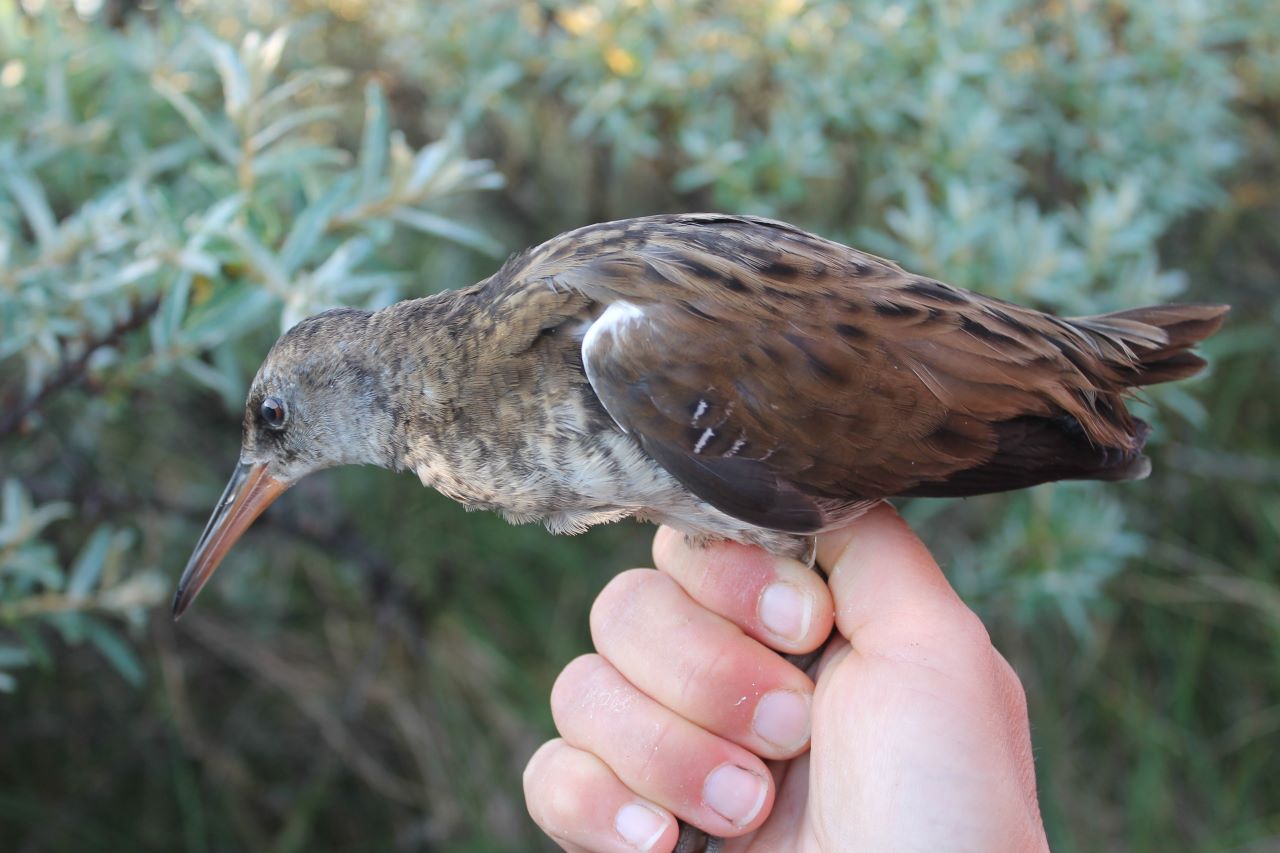 2020 06 26 Water rail 62 84728 1k 12