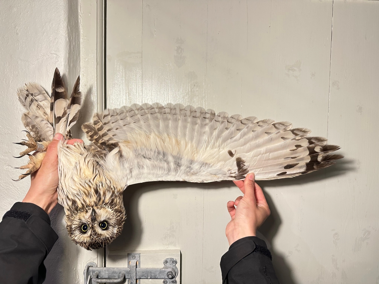2026 05 14 owl underwing